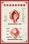 男性生殖系统解剖图