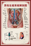 男性生殖系统解剖图