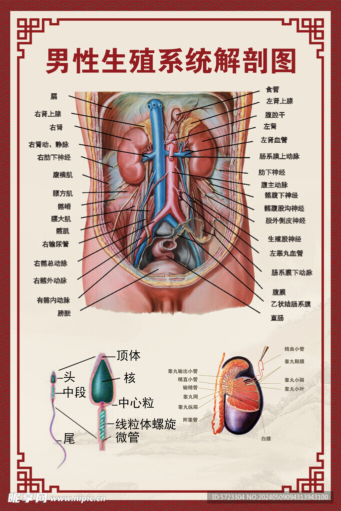 男性生殖系统解剖图