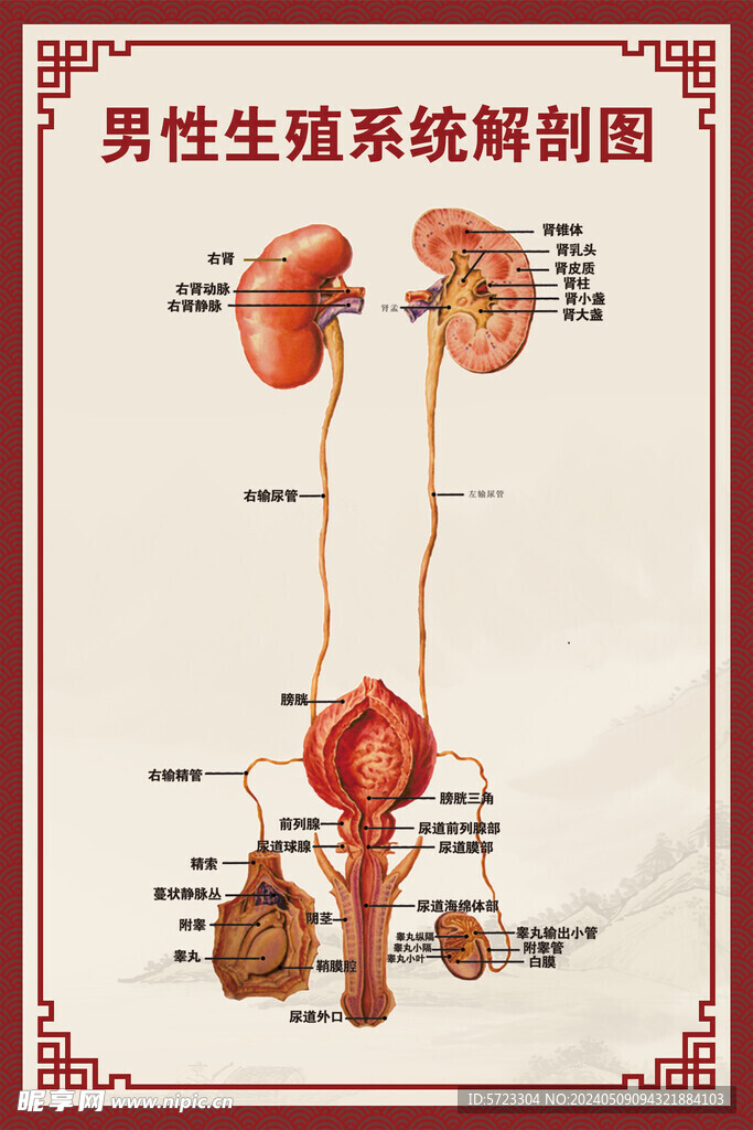 男性生殖系统解剖图