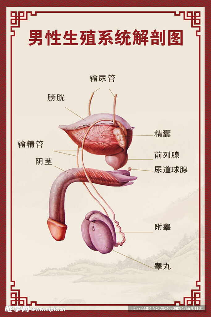 男性生殖系统解剖图