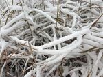 雪