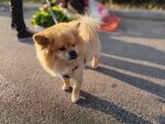 小狗