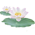 荷花素材