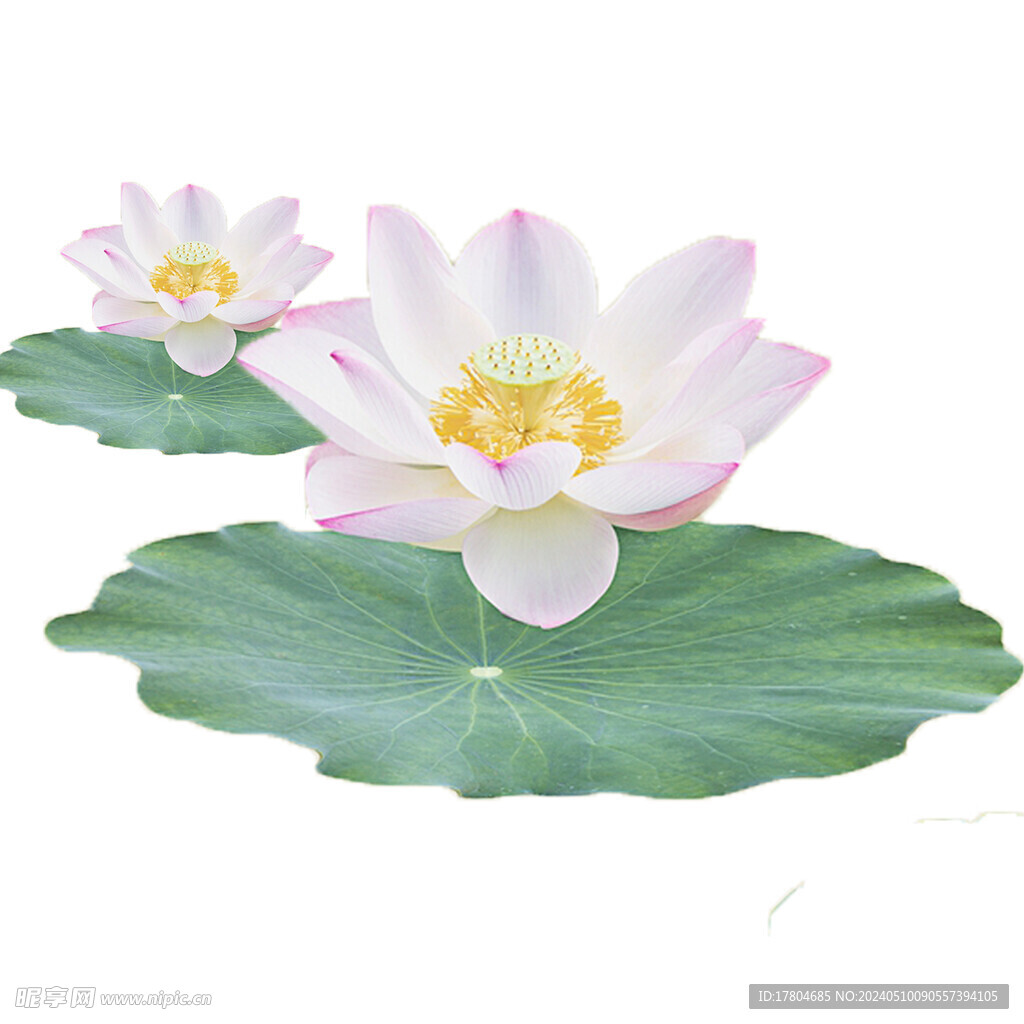 荷花素材