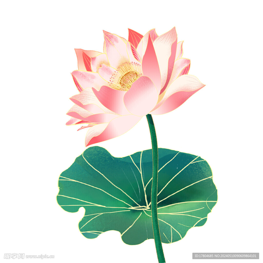 荷花素材
