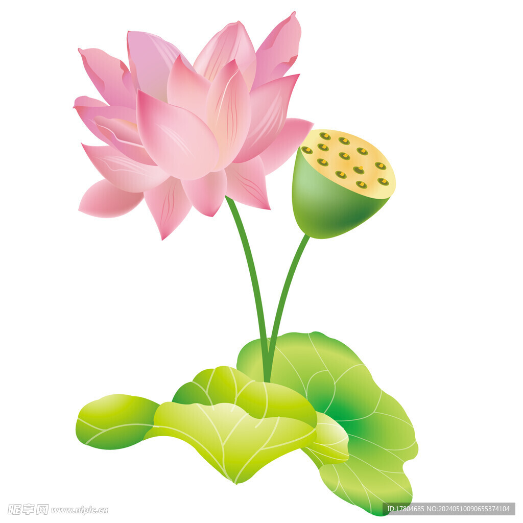 荷花素材