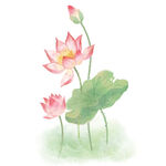 荷花素材