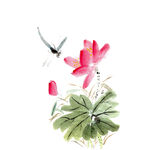 荷花素材