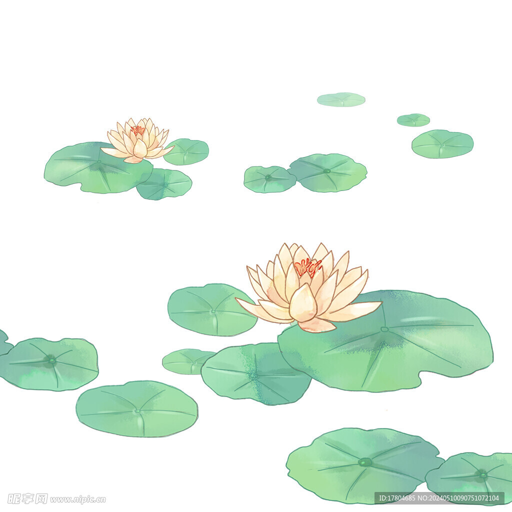 荷花素材