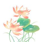 荷花素材