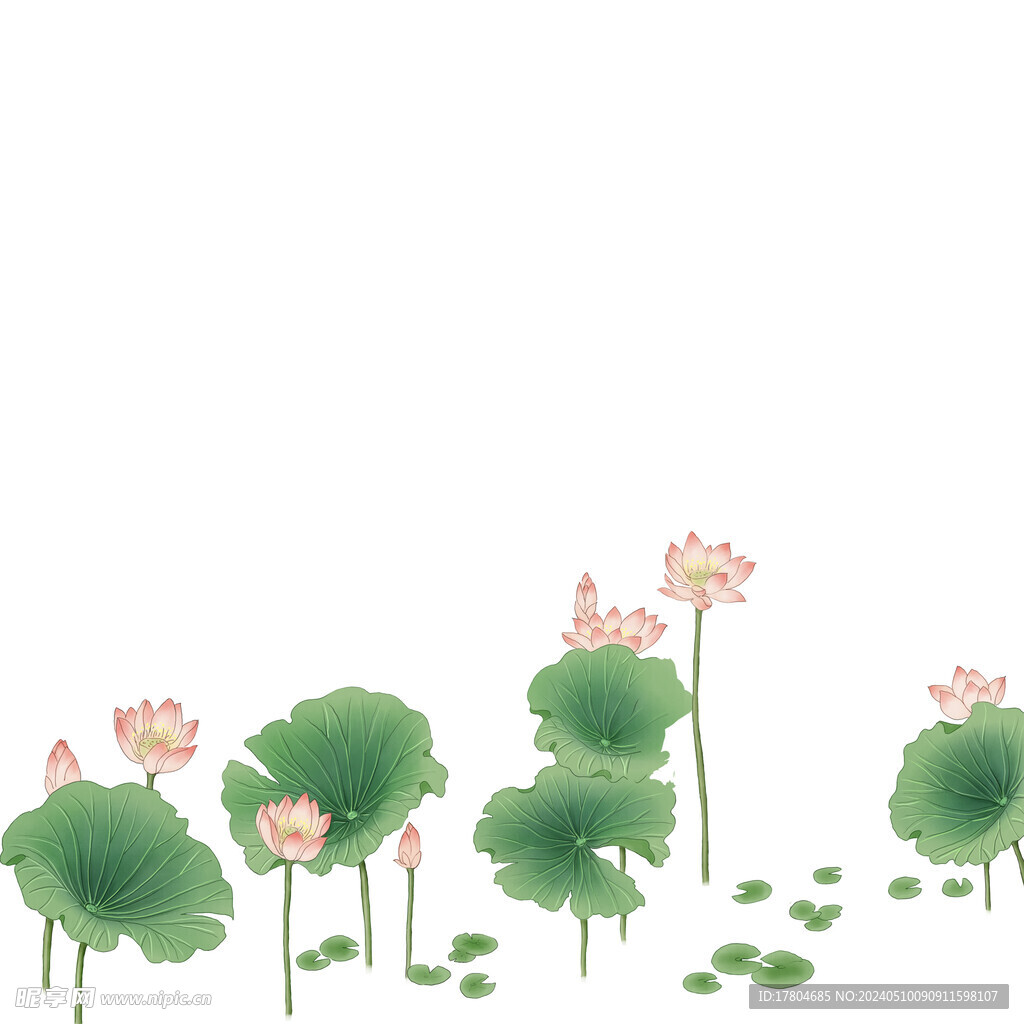 荷花素材