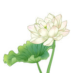 荷花素材