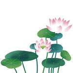 荷花素材
