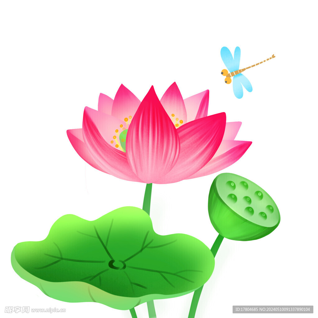 荷花素材
