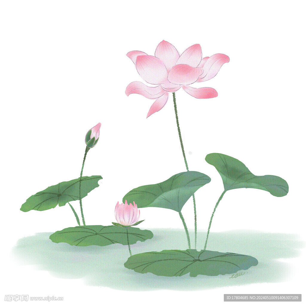 荷花素材