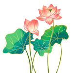 荷花素材