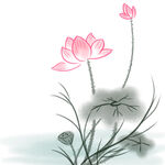 荷花素材