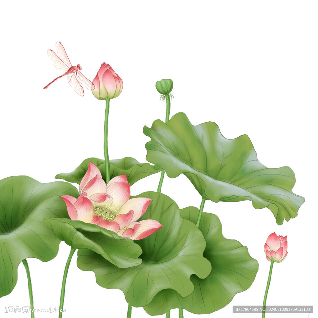 荷花素材