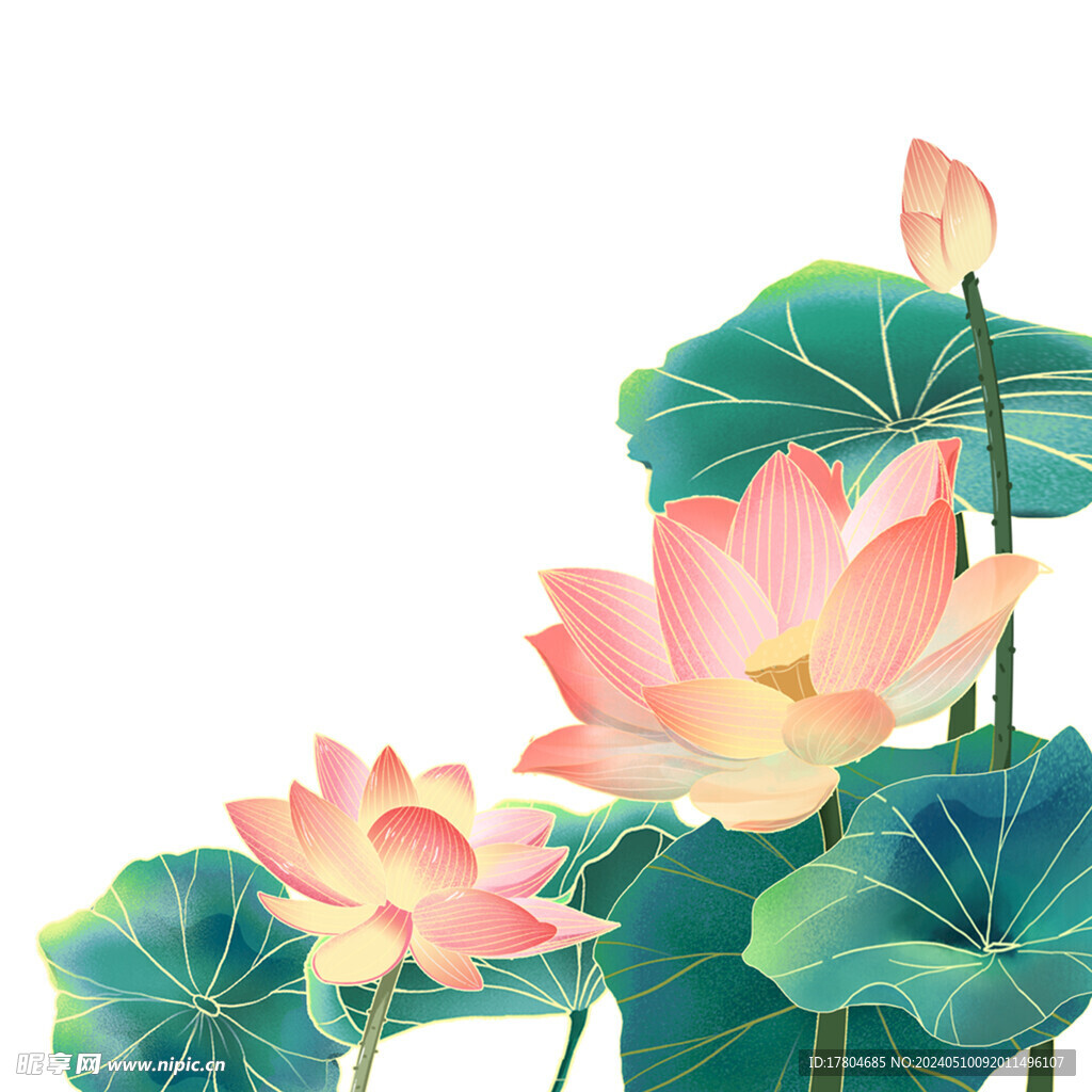 荷花素材
