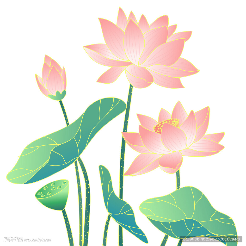 荷花素材