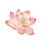 荷花素材