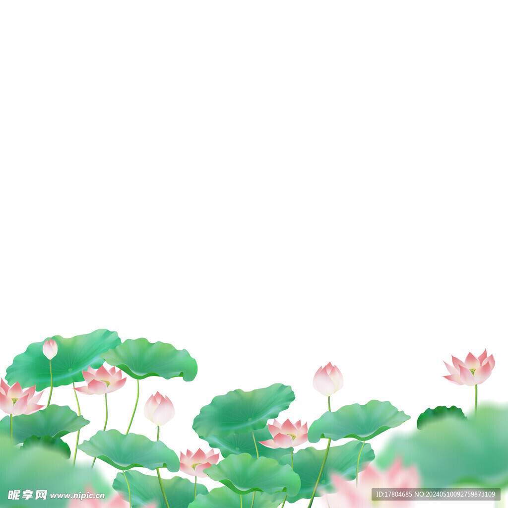 荷花素材
