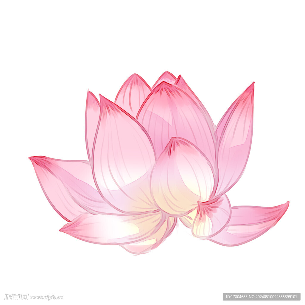 荷花素材