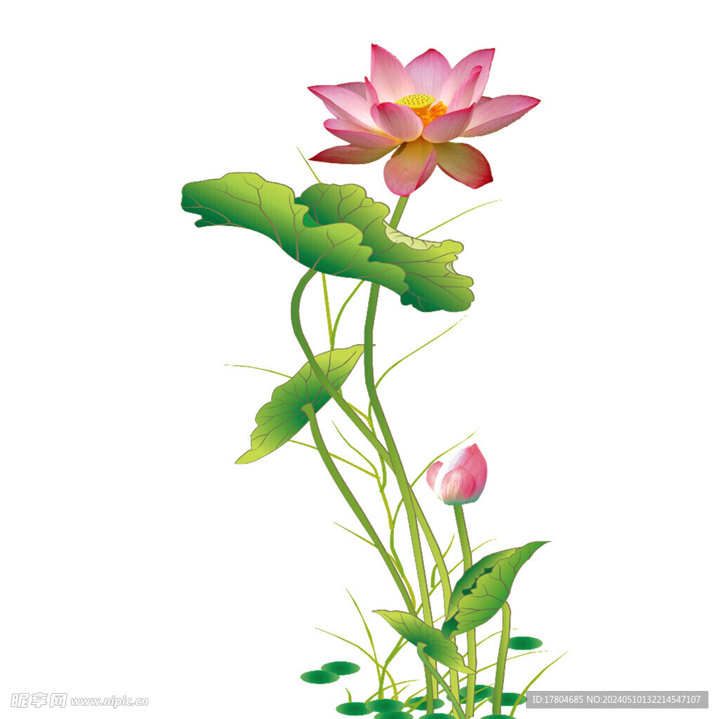 荷花素材