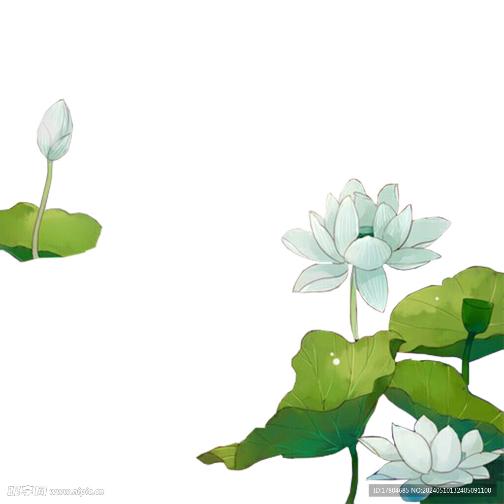 荷花素材