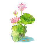 荷花素材