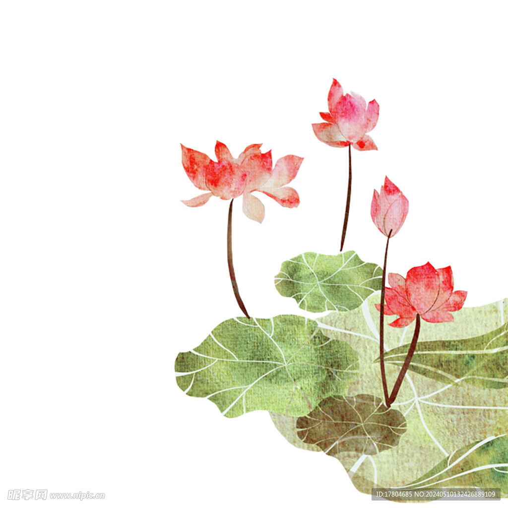 荷花素材