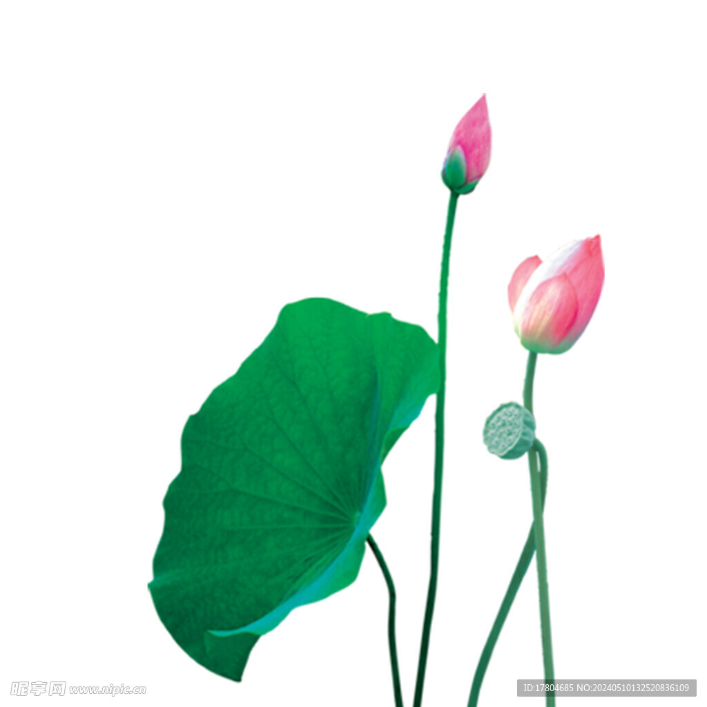 荷花素材