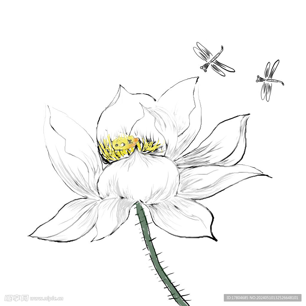 荷花素材