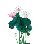 荷花素材