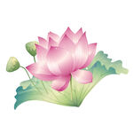 荷花素材