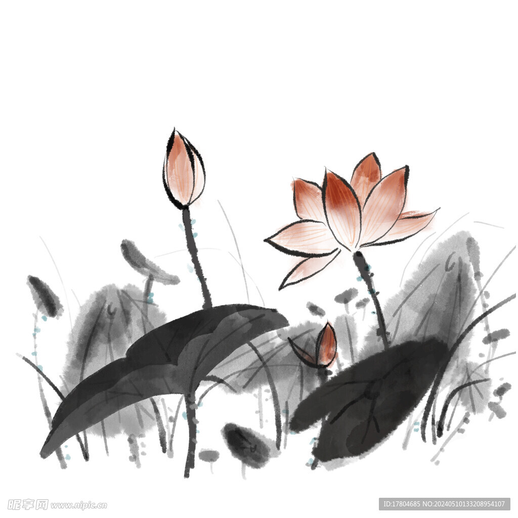 荷花素材