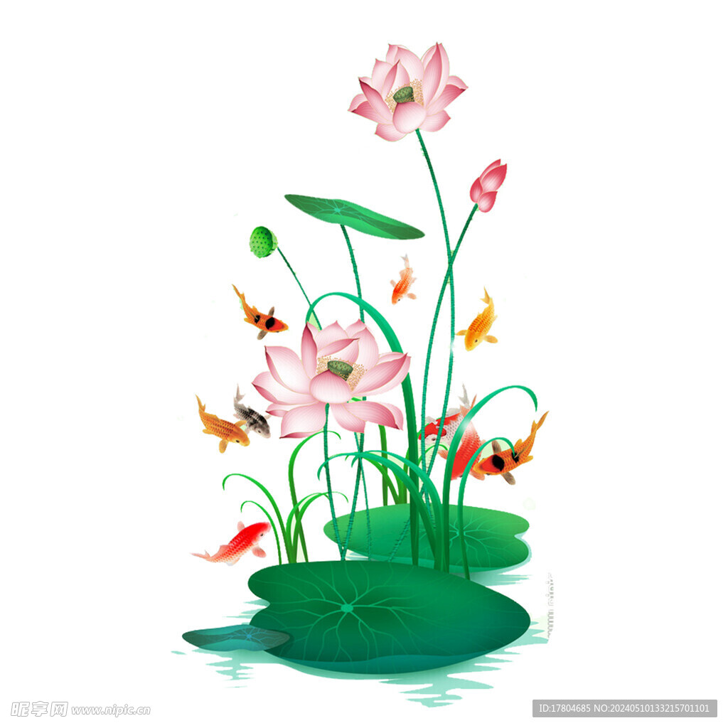 荷花素材