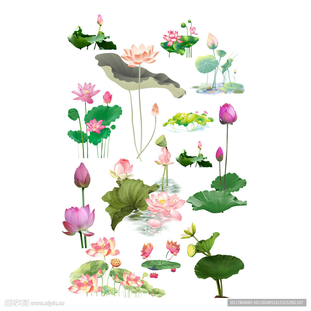 荷花素材