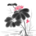 荷花素材