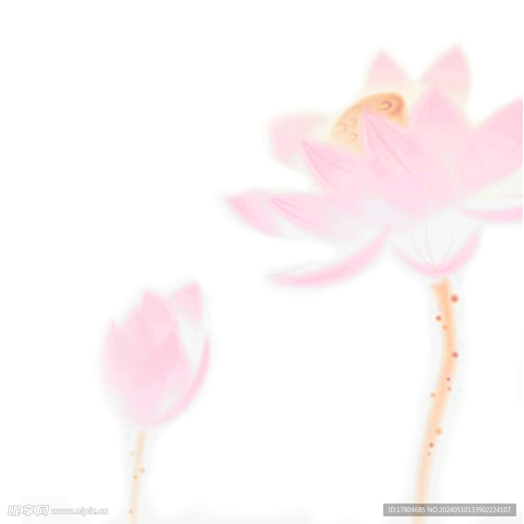 荷花素材
