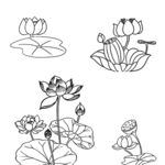 荷花素材