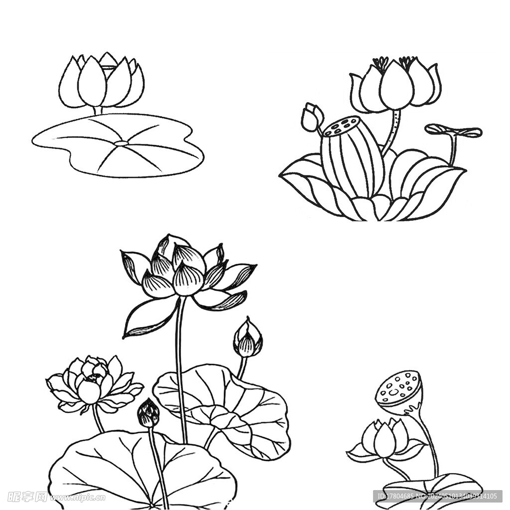 荷花素材