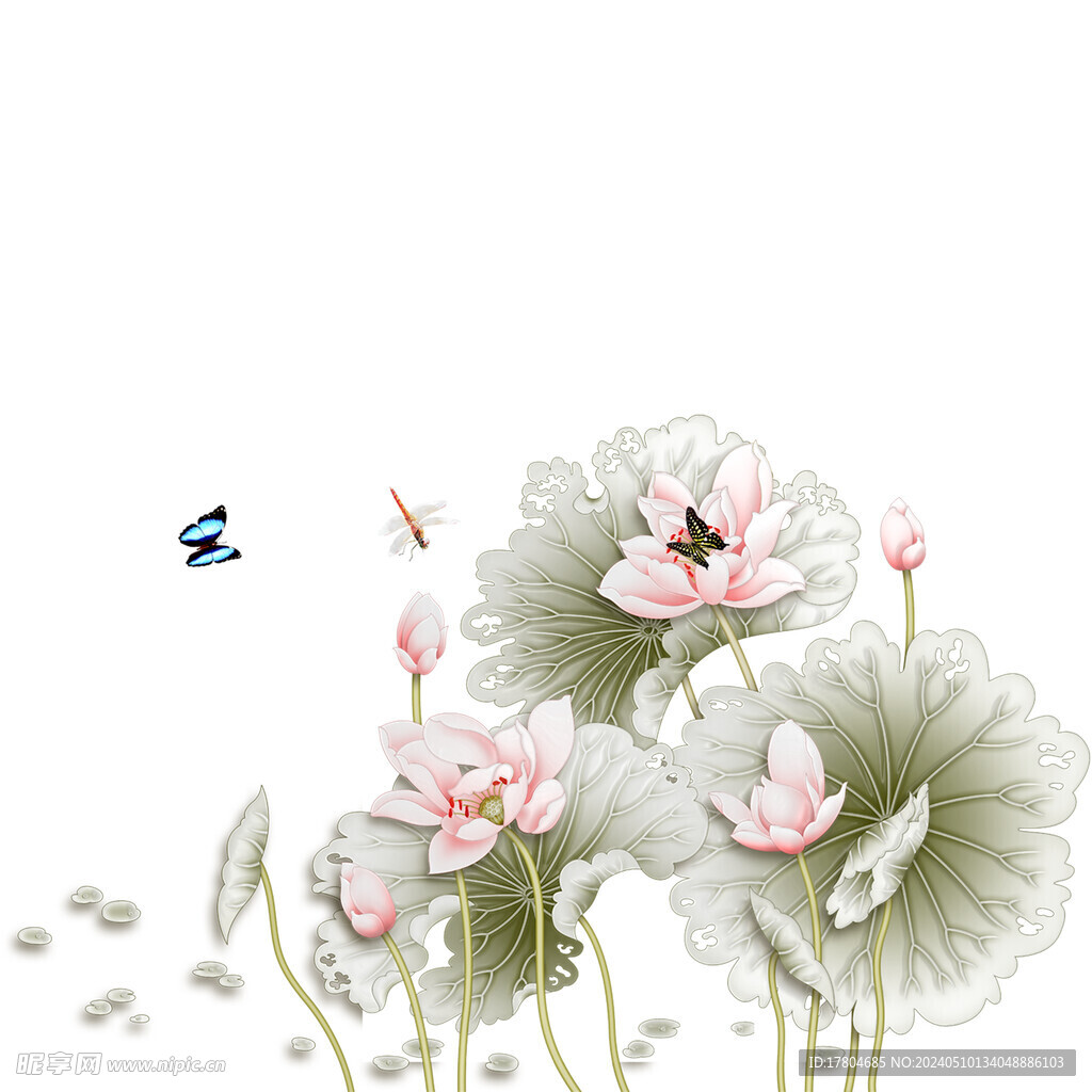 荷花素材