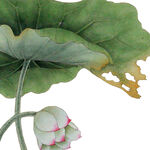 荷花素材