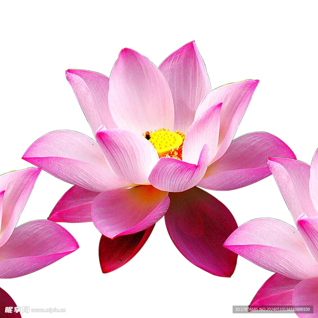 荷花素材
