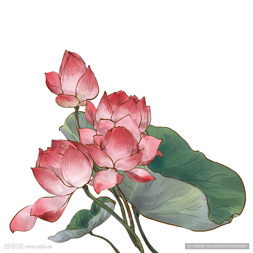 荷花素材