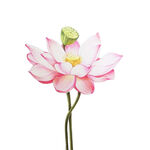 荷花素材