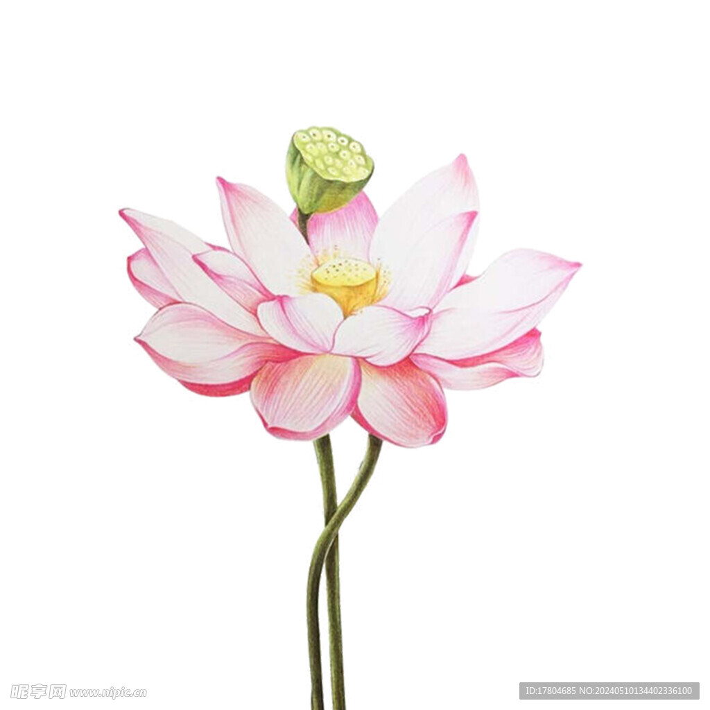 荷花素材