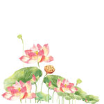 荷花素材